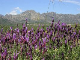 anklicken zum Vergr��ern - click to enlarge